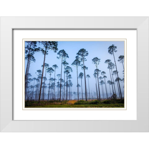 Piney Woods White Modern Wood Framed Art Print with Double Matting by Taylor, Glenn