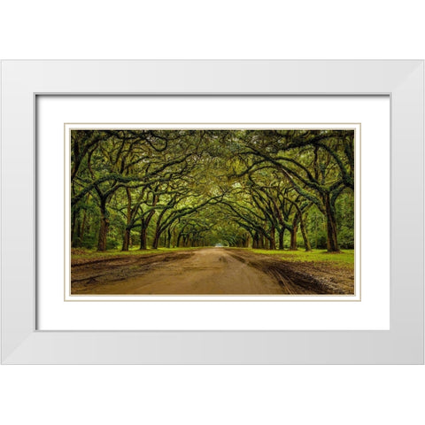 Live Oak Shade White Modern Wood Framed Art Print with Double Matting by Taylor, Glenn