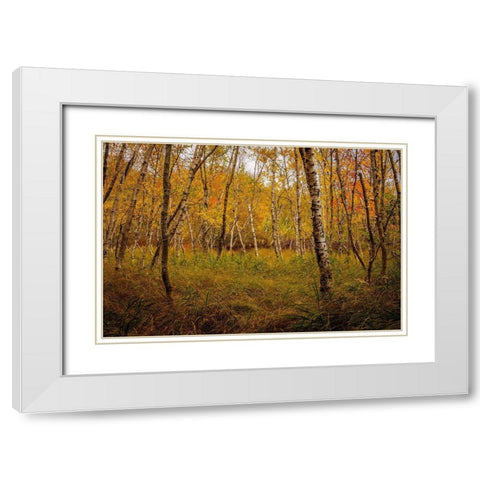Birch Woods 1 White Modern Wood Framed Art Print with Double Matting by Taylor, Glenn