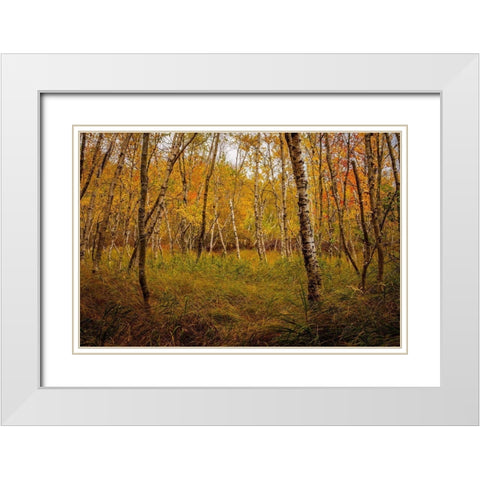 Birch Woods 1 White Modern Wood Framed Art Print with Double Matting by Taylor, Glenn
