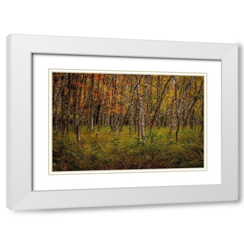 Birch Woods 2 White Modern Wood Framed Art Print with Double Matting by Taylor, Glenn
