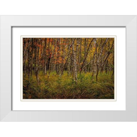 Birch Woods 2 White Modern Wood Framed Art Print with Double Matting by Taylor, Glenn