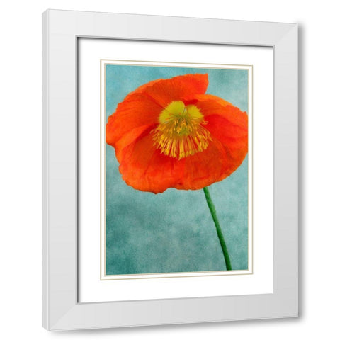 Poppy 2 White Modern Wood Framed Art Print with Double Matting by Poinski, Dianne