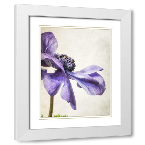 Purple Anemone White Modern Wood Framed Art Print with Double Matting by Poinski, Dianne