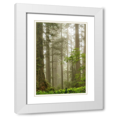 North Coast Redwoods White Modern Wood Framed Art Print with Double Matting by Poinski, Dianne