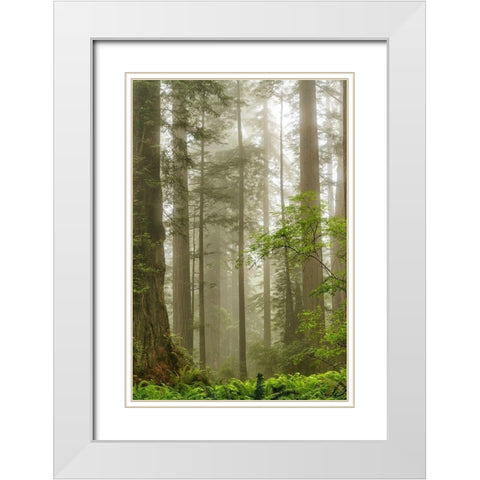 North Coast Redwoods White Modern Wood Framed Art Print with Double Matting by Poinski, Dianne