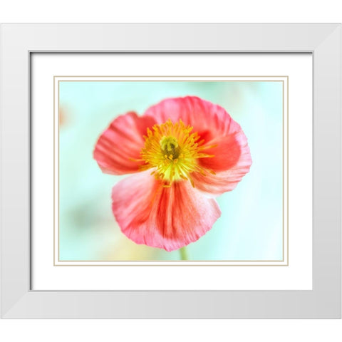 Pink Poppy 2 White Modern Wood Framed Art Print with Double Matting by Poinski, Dianne