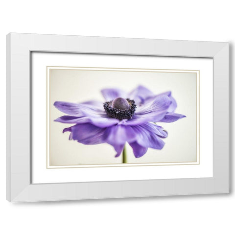 Purple Anemone 3 White Modern Wood Framed Art Print with Double Matting by Poinski, Dianne