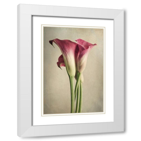Calla Lily Pink White Modern Wood Framed Art Print with Double Matting by Poinski, Dianne