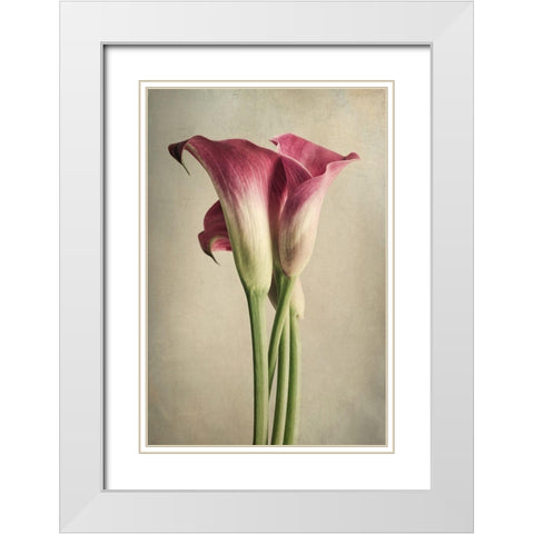 Calla Lily Pink White Modern Wood Framed Art Print with Double Matting by Poinski, Dianne