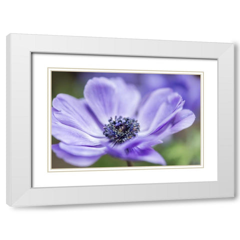 Spring Anemone II White Modern Wood Framed Art Print with Double Matting by Poinski, Dianne