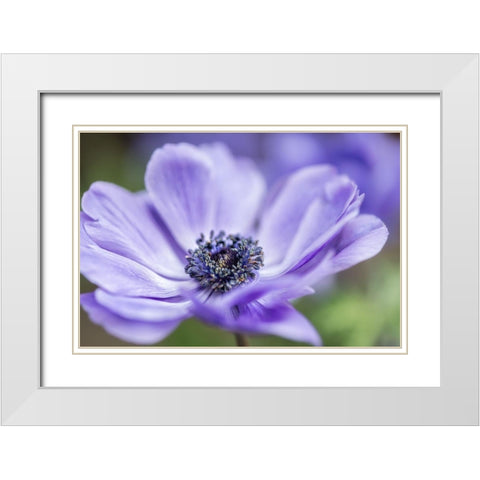 Spring Anemone II White Modern Wood Framed Art Print with Double Matting by Poinski, Dianne