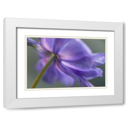Spring Anemone V White Modern Wood Framed Art Print with Double Matting by Poinski, Dianne