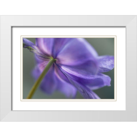 Spring Anemone V White Modern Wood Framed Art Print with Double Matting by Poinski, Dianne