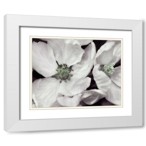 Soft Blossoms I White Modern Wood Framed Art Print with Double Matting by Poinski, Dianne
