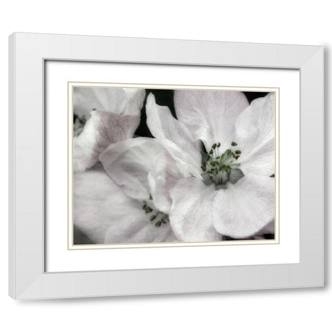 Soft Blossoms II White Modern Wood Framed Art Print with Double Matting by Poinski, Dianne