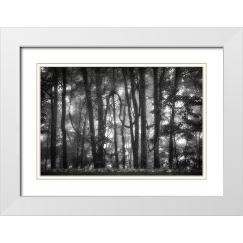 Into the Woods 2 BW White Modern Wood Framed Art Print with Double Matting by Poinski, Dianne
