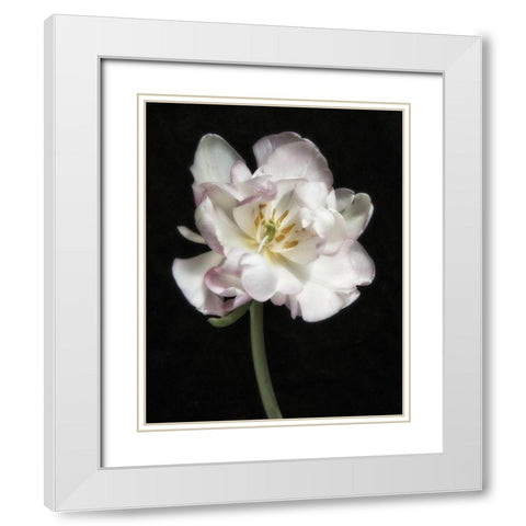 Perfect Petals 1 White Modern Wood Framed Art Print with Double Matting by Poinski, Dianne