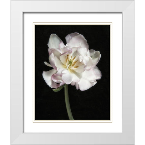 Perfect Petals 1 White Modern Wood Framed Art Print with Double Matting by Poinski, Dianne