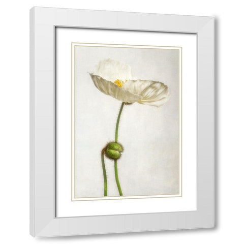 Alabaster Flutter 1 White Modern Wood Framed Art Print with Double Matting by Poinski, Dianne