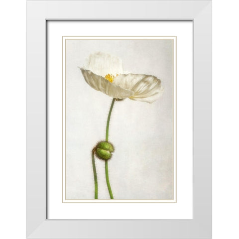 Alabaster Flutter 1 White Modern Wood Framed Art Print with Double Matting by Poinski, Dianne