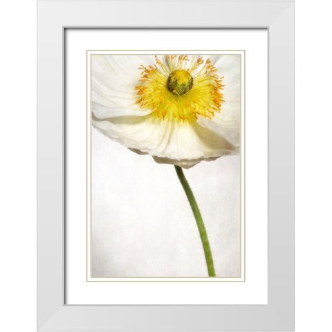 Alabaster Flutter 2 White Modern Wood Framed Art Print with Double Matting by Poinski, Dianne