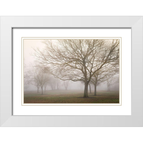 Trees in Fog 1 White Modern Wood Framed Art Print with Double Matting by Poinski, Dianne