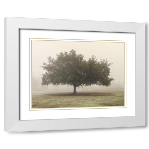 Trees in Fog 5 White Modern Wood Framed Art Print with Double Matting by Poinski, Dianne