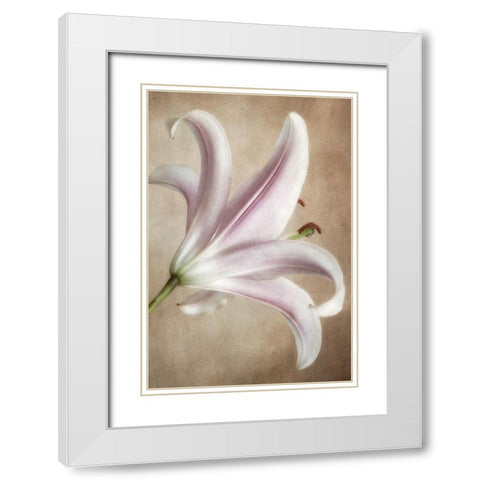 Lavender Lily White Modern Wood Framed Art Print with Double Matting by Poinski, Dianne