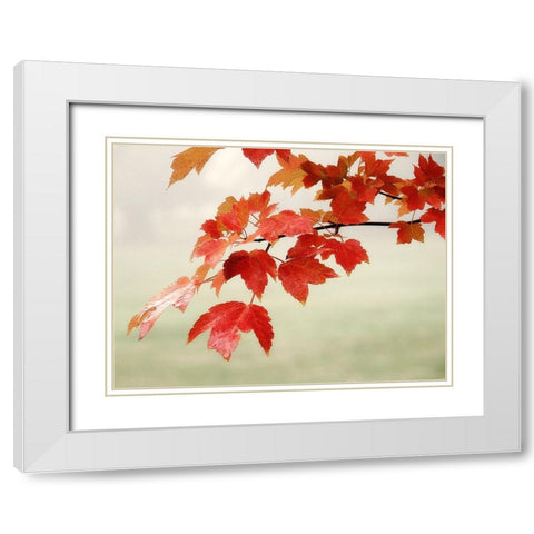 Red Branch 3 White Modern Wood Framed Art Print with Double Matting by Poinski, Dianne