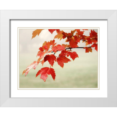Red Branch 3 White Modern Wood Framed Art Print with Double Matting by Poinski, Dianne