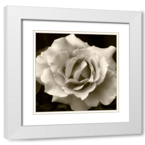 Bloom 2 White Modern Wood Framed Art Print with Double Matting by Poinski, Dianne