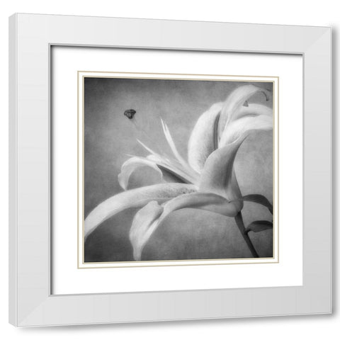 Black and White Lily 4 White Modern Wood Framed Art Print with Double Matting by Poinski, Dianne