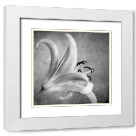 Black and White Lily 5 White Modern Wood Framed Art Print with Double Matting by Poinski, Dianne