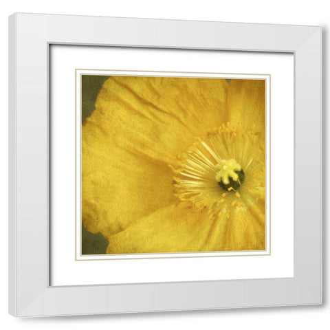 Yellow Poppy 2 White Modern Wood Framed Art Print with Double Matting by Poinski, Dianne