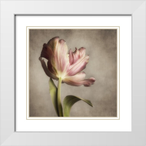 Pink Tulip 1 White Modern Wood Framed Art Print with Double Matting by Poinski, Dianne