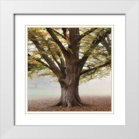 Oak Tree 1 White Modern Wood Framed Art Print with Double Matting by Poinski, Dianne