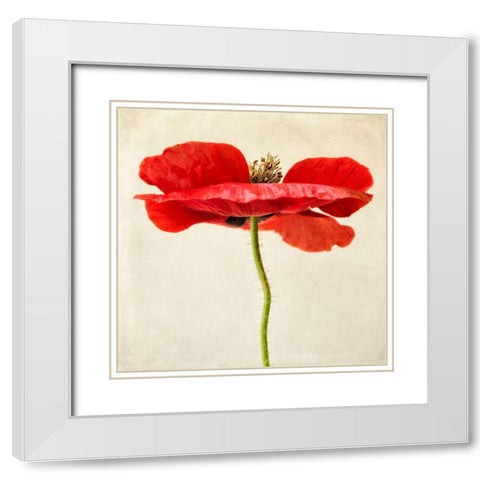 Red Poppy 2 White Modern Wood Framed Art Print with Double Matting by Poinski, Dianne