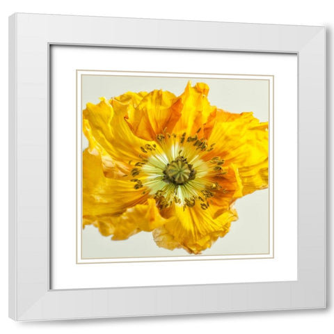 Yellow Poppy 1 White Modern Wood Framed Art Print with Double Matting by Poinski, Dianne
