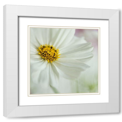 White Cosmos White Modern Wood Framed Art Print with Double Matting by Poinski, Dianne