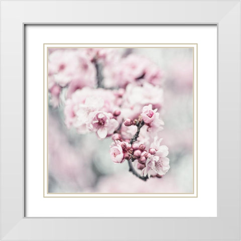 Pink Blossoms 1 White Modern Wood Framed Art Print with Double Matting by Poinski, Dianne