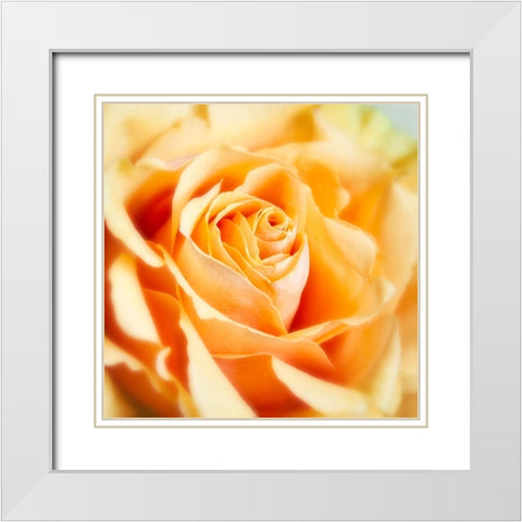 Rose 2 White Modern Wood Framed Art Print with Double Matting by Poinski, Dianne