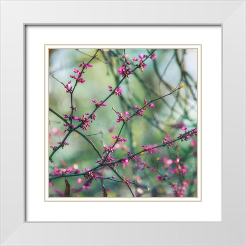 Spring Branches White Modern Wood Framed Art Print with Double Matting by Poinski, Dianne