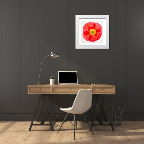 Vermilion Poppy White Modern Wood Framed Art Print with Double Matting by Poinski, Dianne