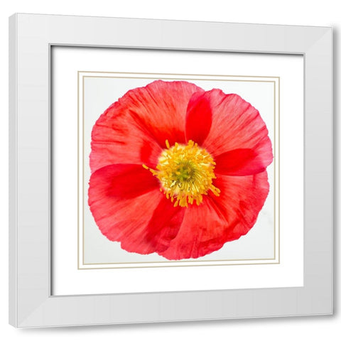 Vermilion Poppy White Modern Wood Framed Art Print with Double Matting by Poinski, Dianne
