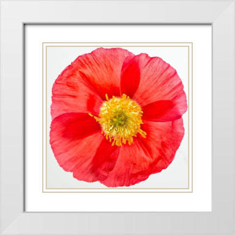 Vermilion Poppy White Modern Wood Framed Art Print with Double Matting by Poinski, Dianne