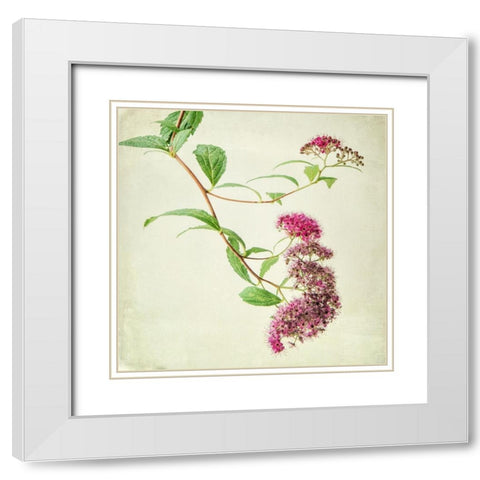 Vintage Pink White Modern Wood Framed Art Print with Double Matting by Poinski, Dianne