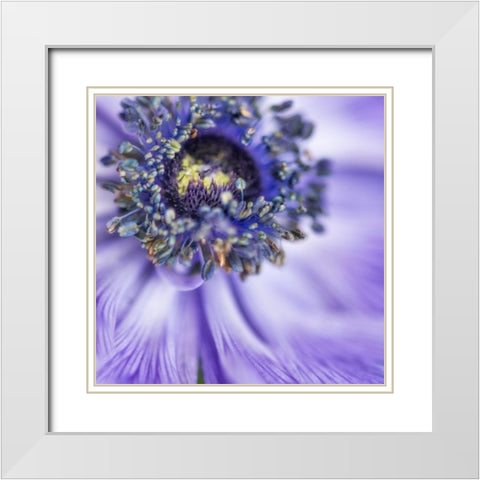 Spring anemone I White Modern Wood Framed Art Print with Double Matting by Poinski, Dianne