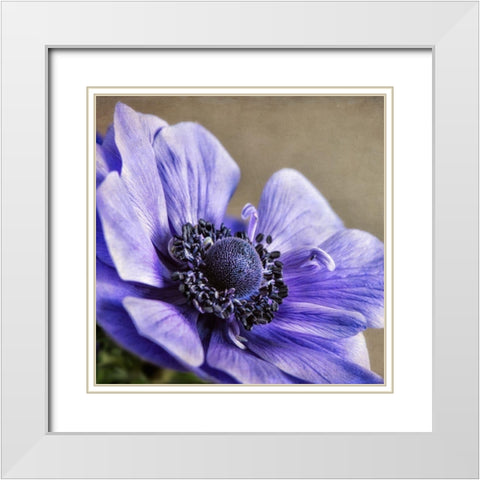Spring Anemone IV White Modern Wood Framed Art Print with Double Matting by Poinski, Dianne