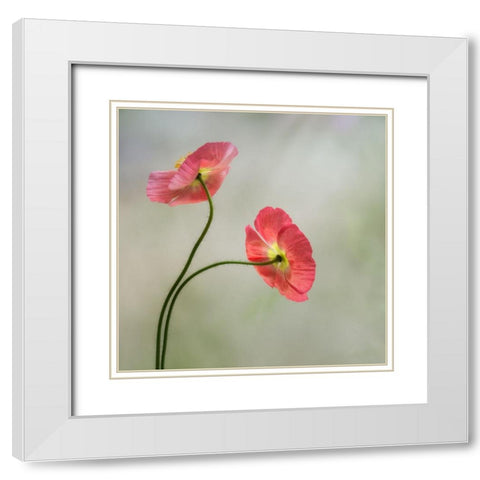 Two Poppies White Modern Wood Framed Art Print with Double Matting by Poinski, Dianne